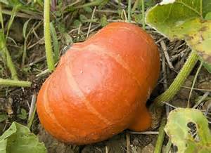 potimarron
